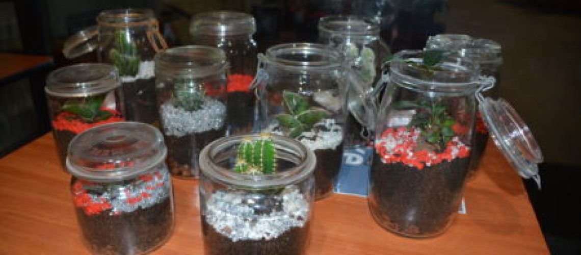 Terrarium-e1543938568413