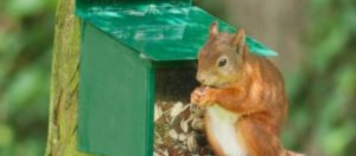 mangeoire-ecureuil-e1543341135348