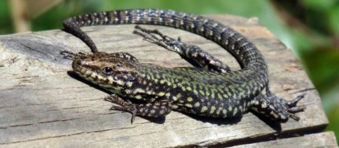 vignette-podarcis-e1543313587542